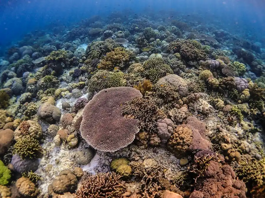 A dense shallow coral garden