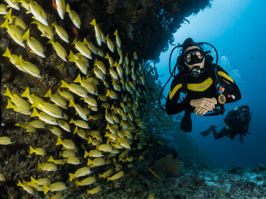 A scuba diver beside a dense school of yellow snapper on a reef