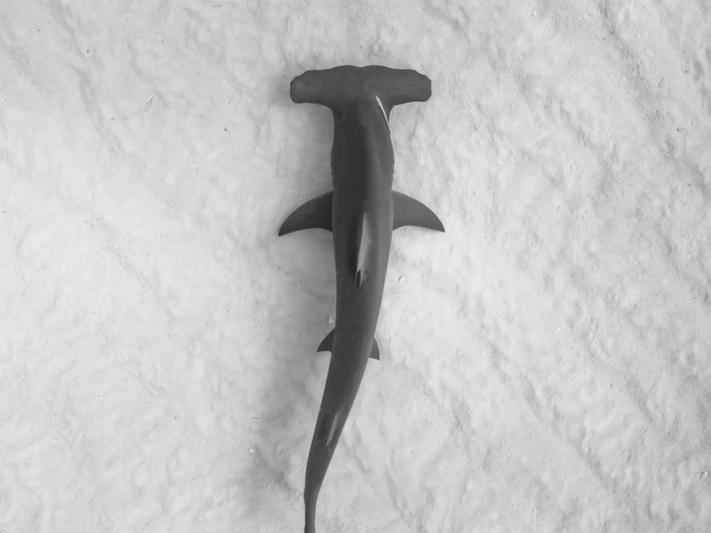 A hammerhead shark over a pale sandy seabed
