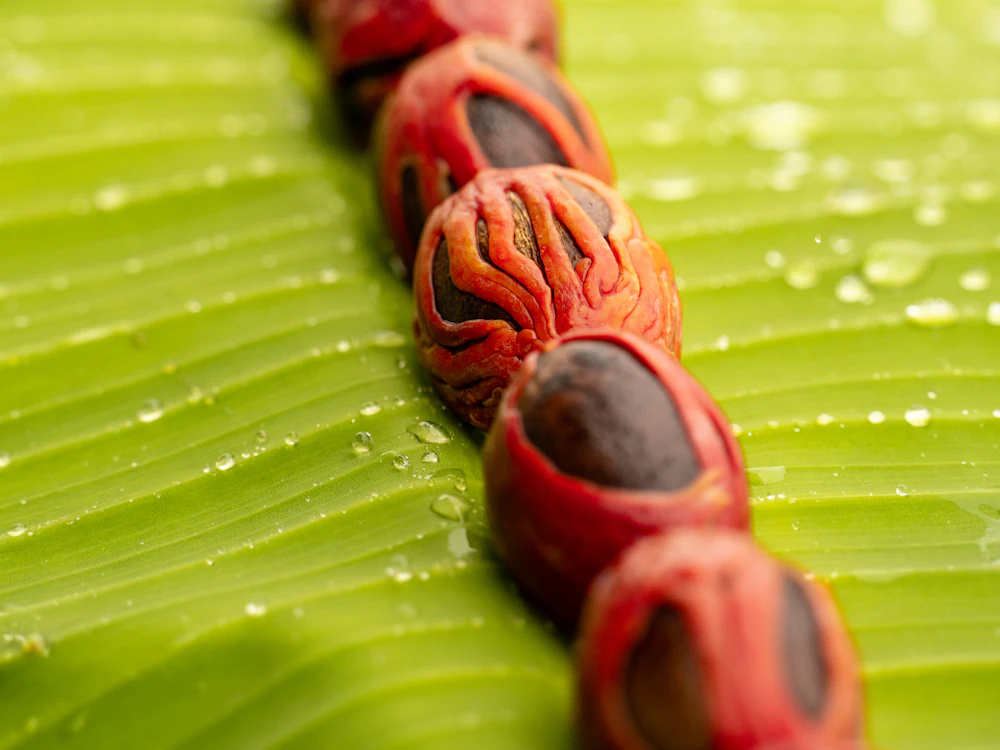 Nutmeg seeds wrapped in crimson mace on a banana leaf
