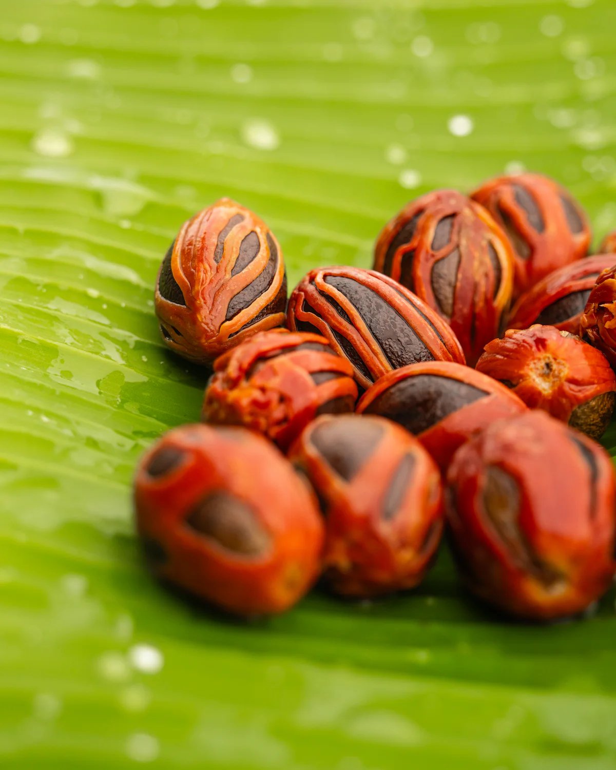 Nutmeg seeds wrapped in their crimson mace aril, laid on a banana leaf