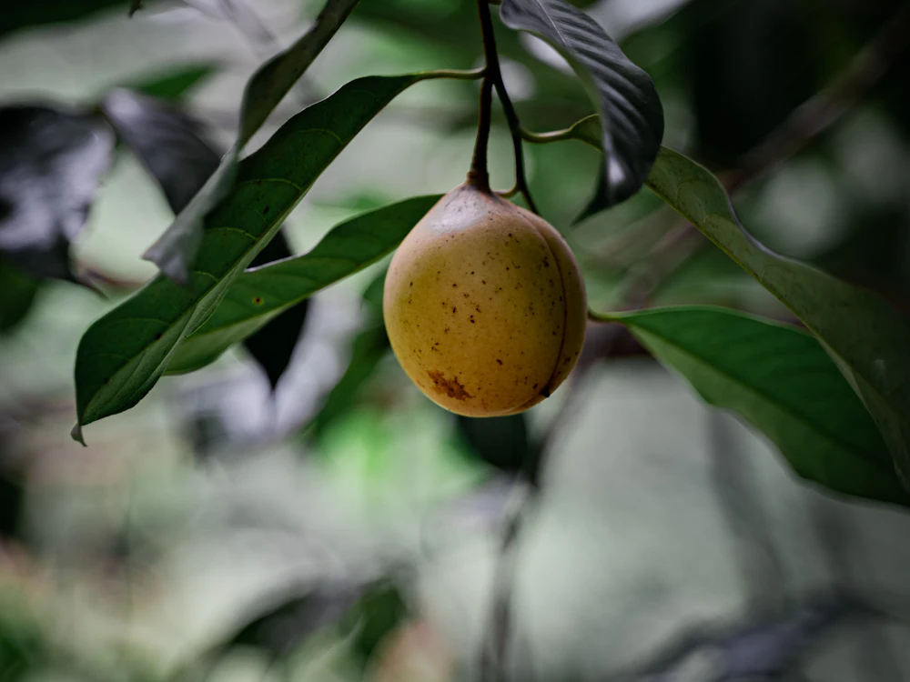 A ripe nutmeg fruit hanging from a branch