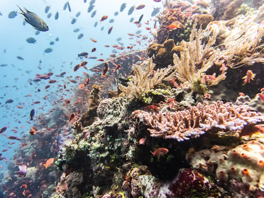 A shallow coral garden with reef fish above it