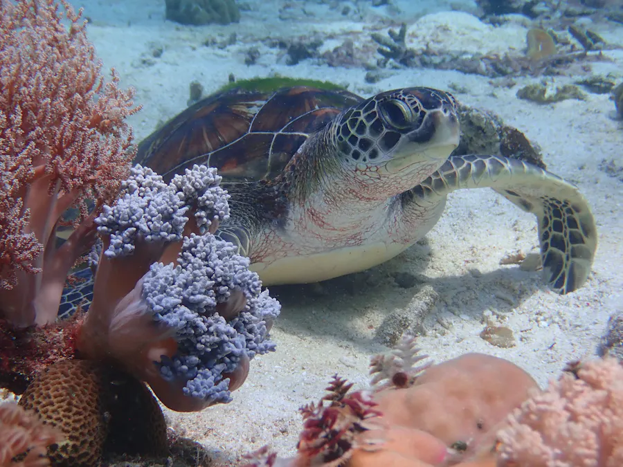 A green turtle resting on coral in shallow water