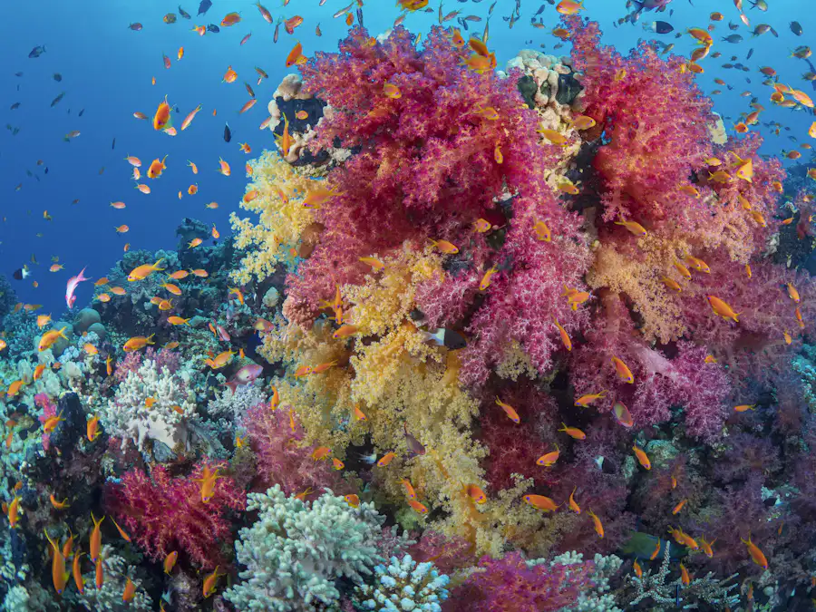 Pink and orange soft corals on a reef wall with reef fish