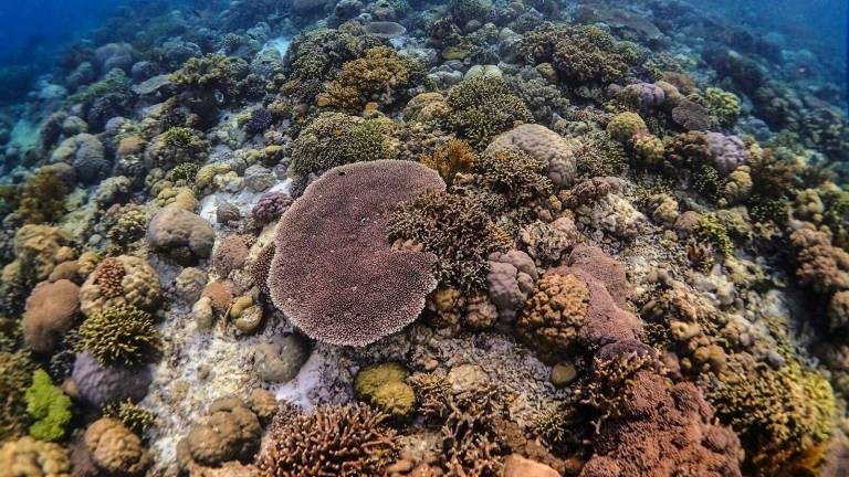 A dense shallow coral garden in clear water