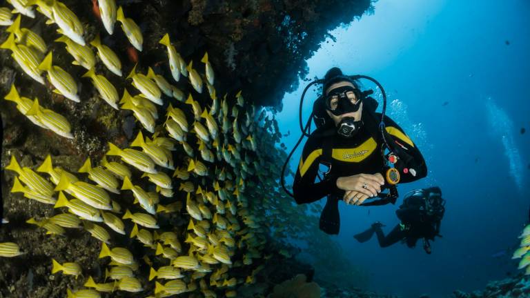 A scuba diver beside a dense school of yellow snapper on a reef
