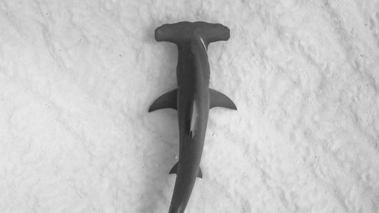 A hammerhead shark over a pale sandy seabed