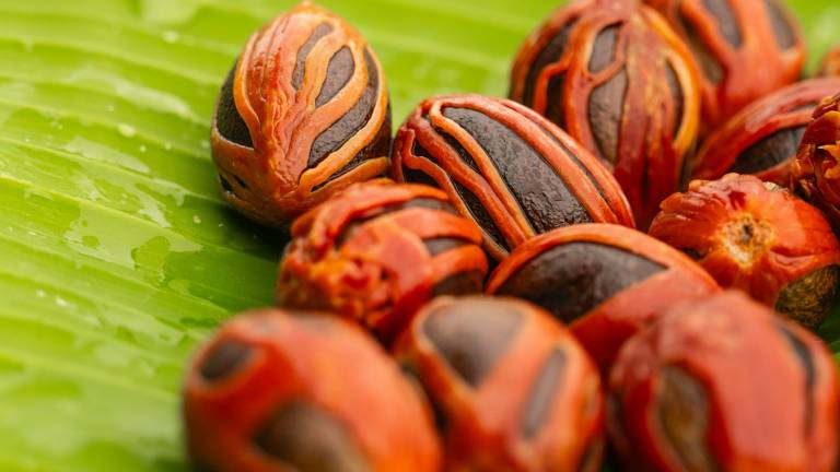 Nutmeg seeds wrapped in their crimson mace aril, laid on a banana leaf