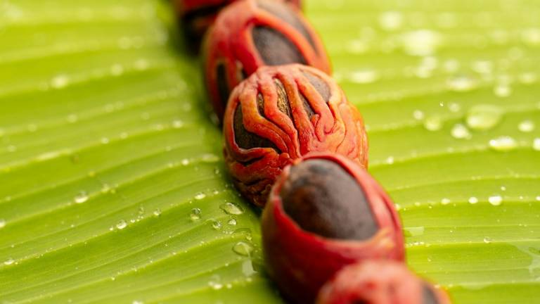 Nutmeg seeds wrapped in crimson mace, strung along a banana leaf