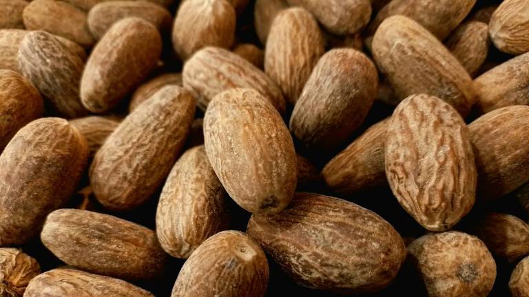 Dried nutmeg seeds in close-up