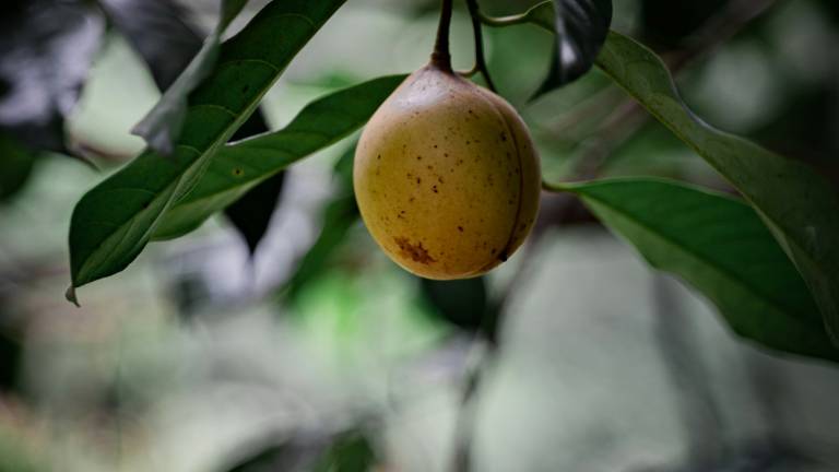 A ripe nutmeg fruit hanging from a branch