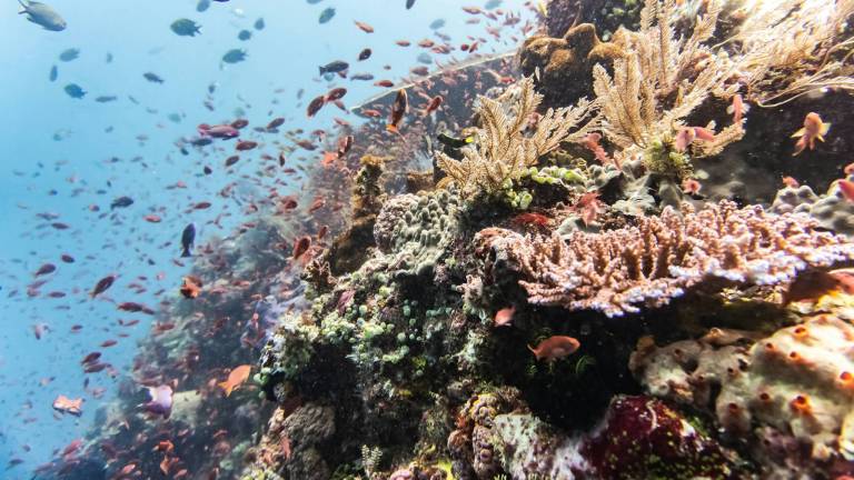 A shallow coral garden with reef fish above it