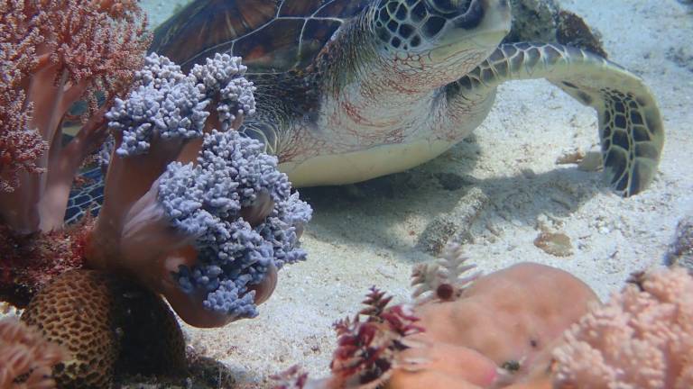 A green turtle resting on coral in shallow water