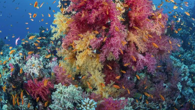 Pink and orange soft corals on a reef wall with reef fish